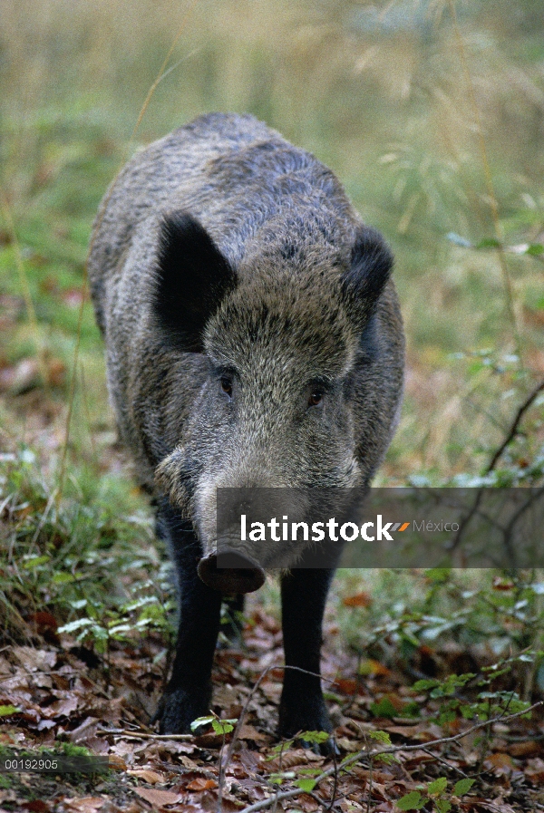 Retrato de jabalí (Sus scrofa), Alemania