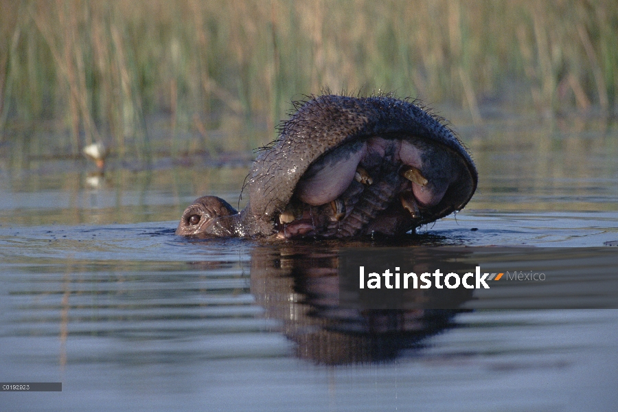 Hipopótamo (Hippopotamus amphibius) superficie en río, Botswana