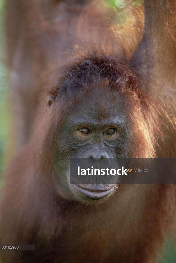 Retrato de orangután (Pongo pygmaeus), Borneo