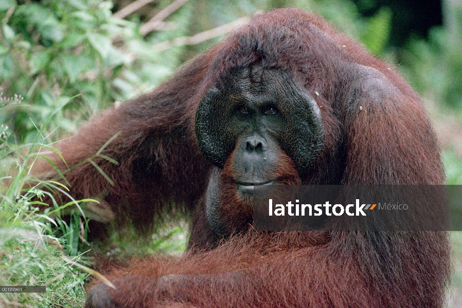 Adulto hombre, orangután (Pongo pygmaeus), Borneo