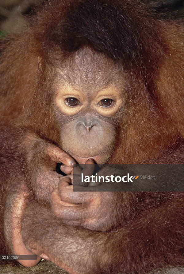 Retrato de bebé orangután (Pongo pygmaeus), Borneo