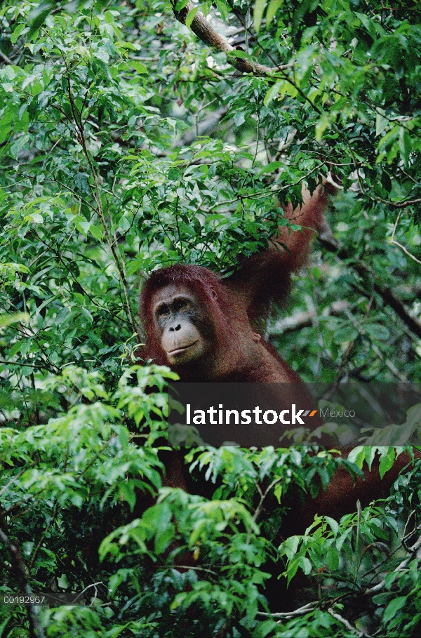 Orangután (Pongo pygmaeus) en árbol, Borneo