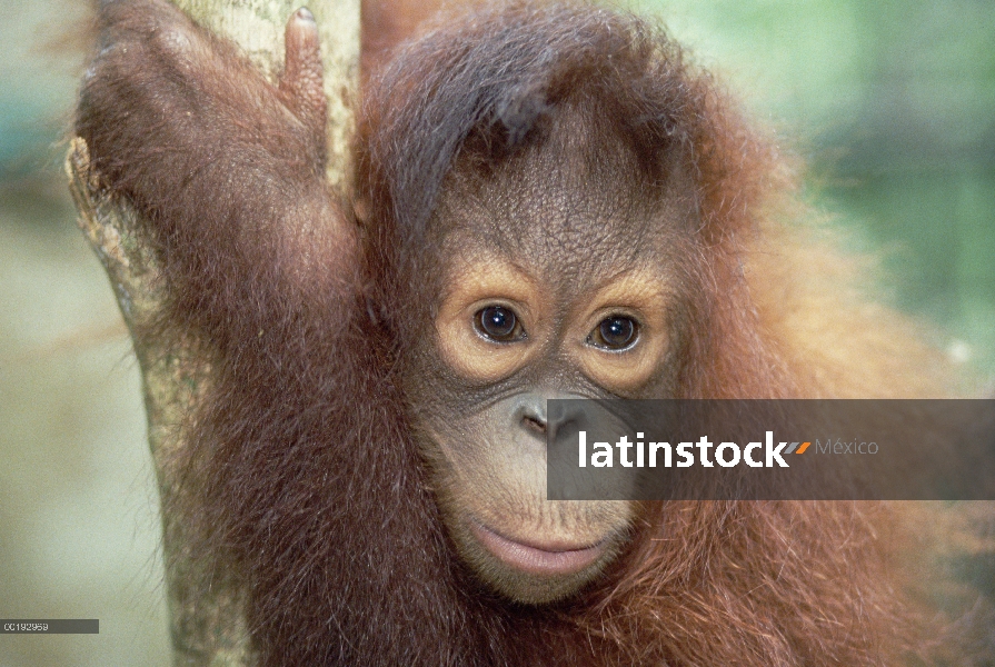 Retrato juvenil de orangután (Pongo pygmaeus), reserva forestal de Sepilok, Sabah, Borneo