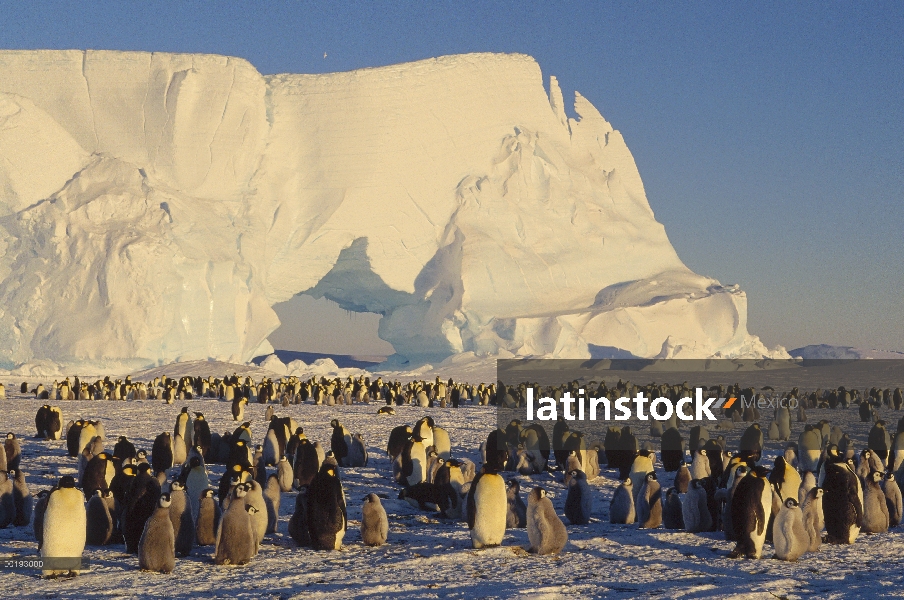 Colonia de pingüino emperador (Aptenodytes forsteri) con iceberg en fondo, Antártida