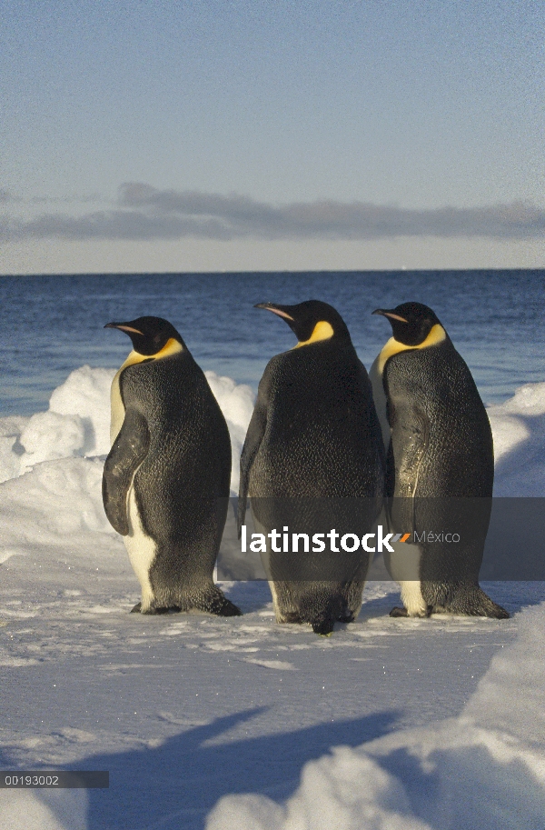 Pingüino emperador (Aptenodytes forsteri) tres pingüinos en la nieve en el borde de las aguas, Antár