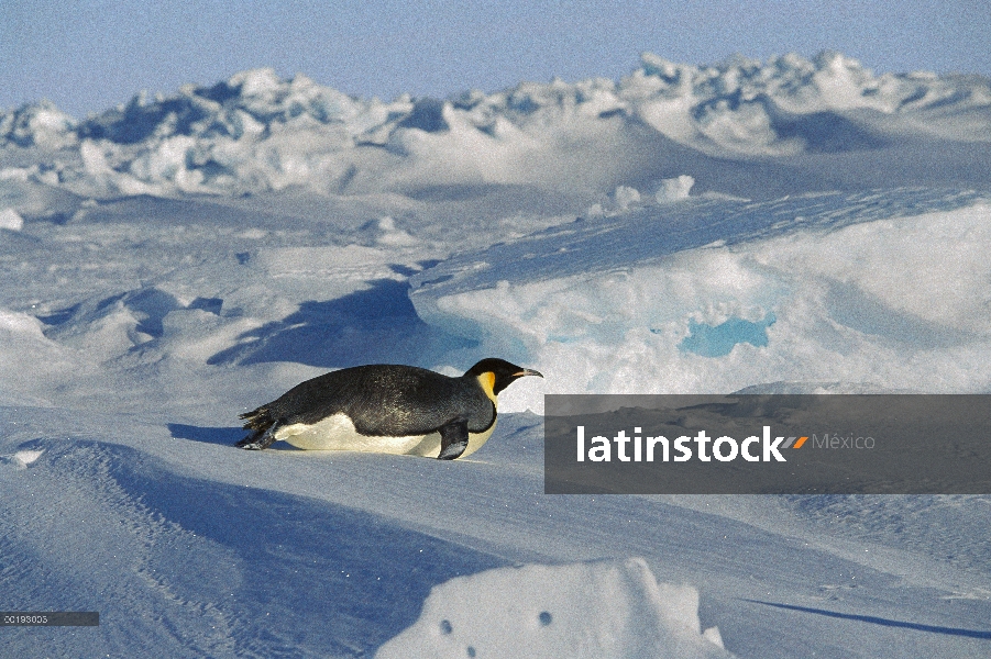 Pingüino emperador (Aptenodytes forsteri), informe de trineo, Antártida