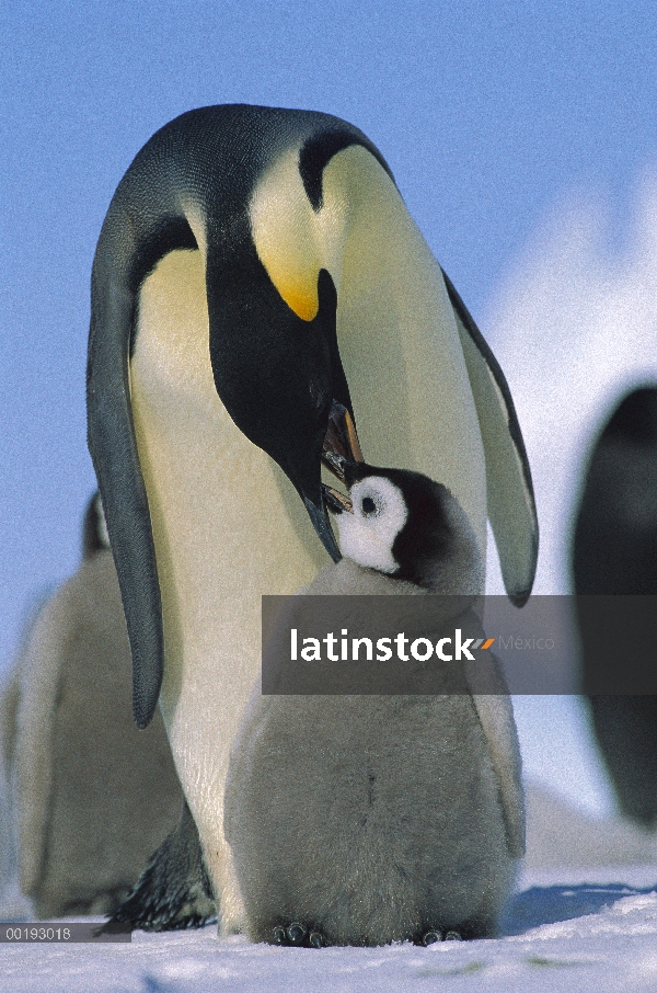 Pingüino emperador (Aptenodytes forsteri) padres alimentación chick, Antártida