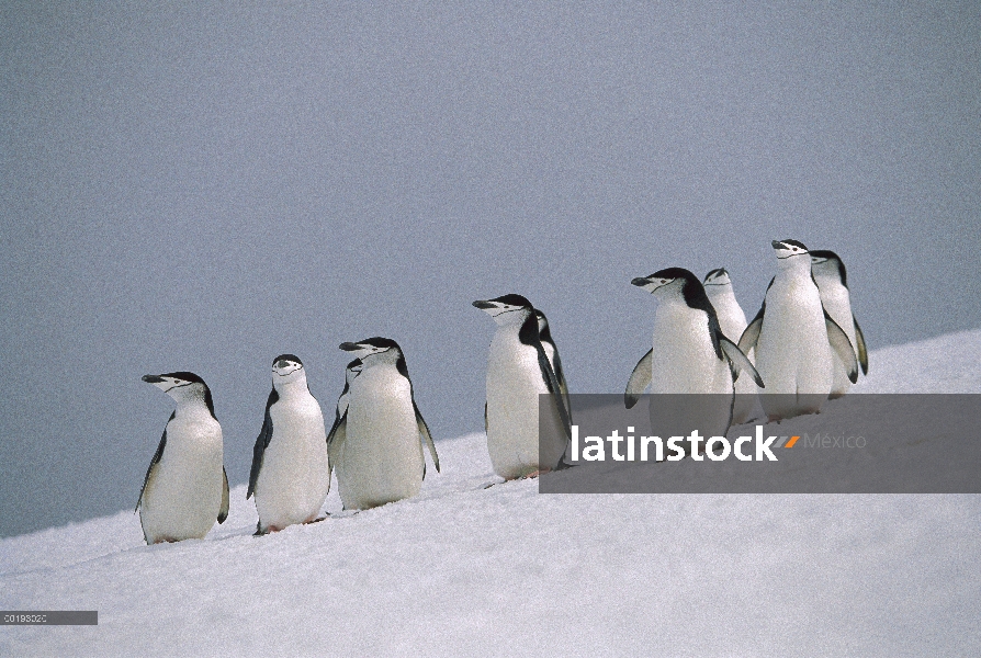 Grupo del pingüino (Antártida de Pygoscelis) de carrillera en Cerro Nevado, Antártida