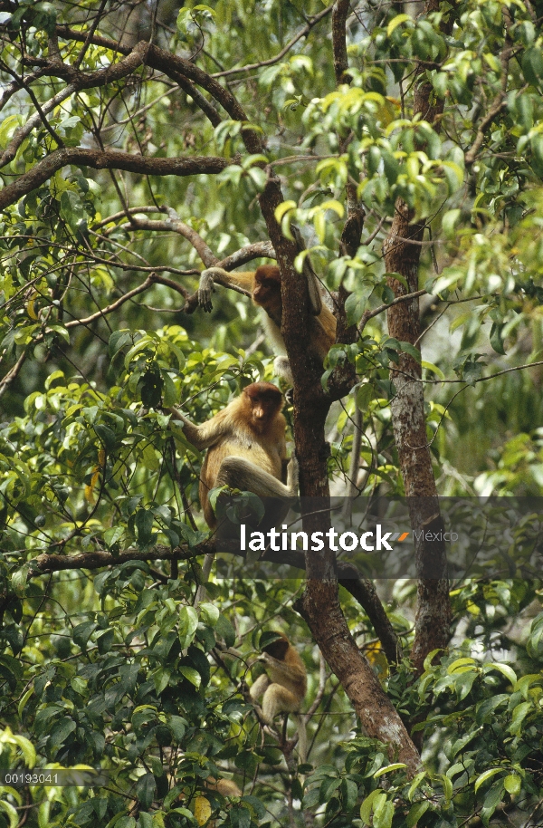 Grupo de monos (Nasalis larvatus) probóscide alimentación en dosel del bosque lluvioso, Borneo