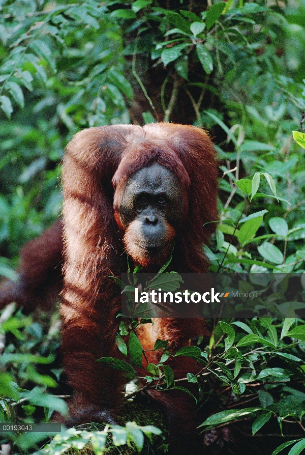 Retrato masculino de orangután (Pongo pygmaeus), Borneo