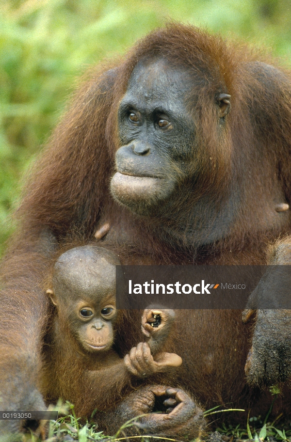 Orangután (Pongo pygmaeus) madre y el bebé, Borneo