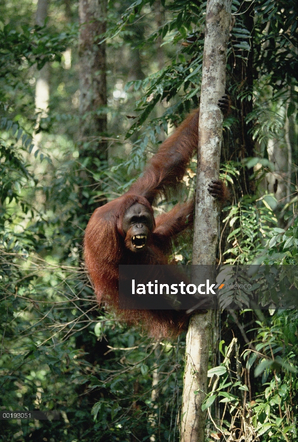 Orangután (Pongo pygmaeus) en árbol, Borneo