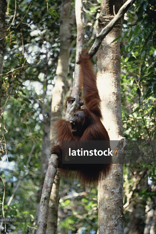 Hombre de orangután (Pongo pygmaeus) en el árbol, Borneo