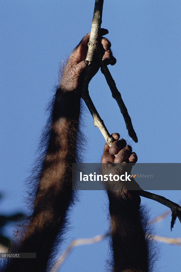 Orangután (Pongo pygmaeus) pies y manos aferrándose a rama, Borneo