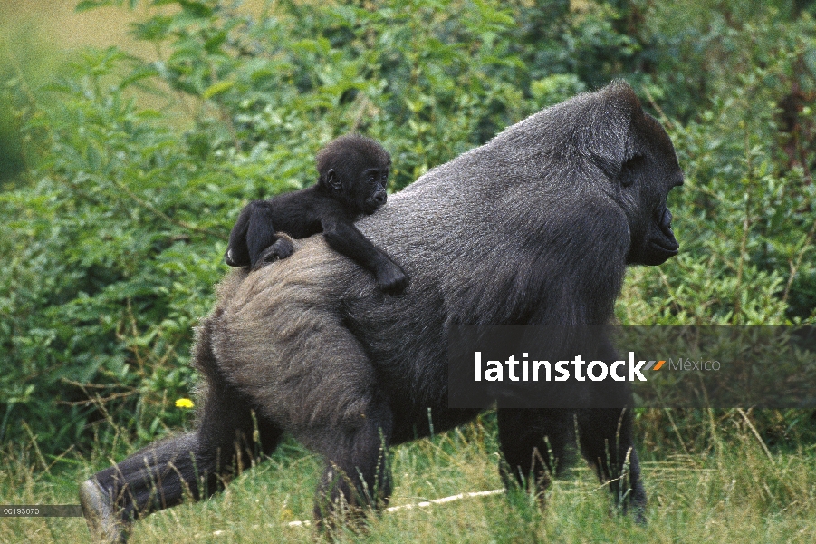 Bebé lleva varón gorila occidental (Gorilla gorilla gorilla), África central