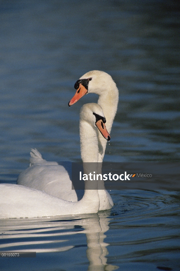 Silencio par de cisne (vulgar Cygnus olor) cortejar, Alemania