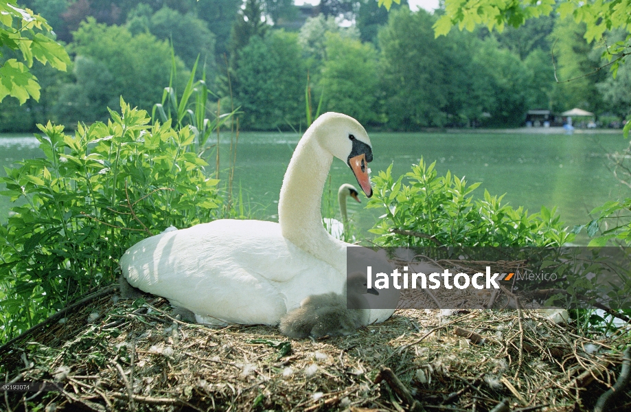 Silenciar el cisne (vulgar Cygnus olor) padres y pichones en el nido, Alemania