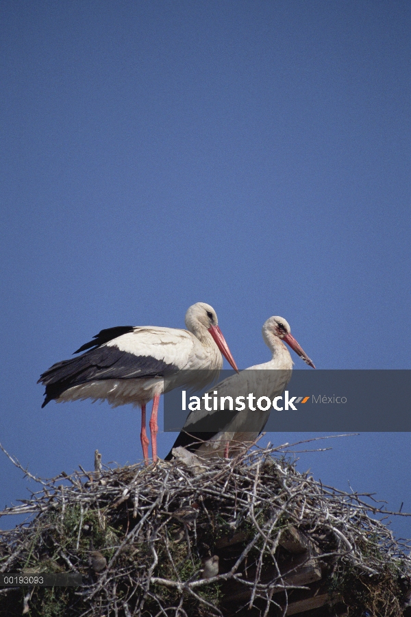 Blanco pareja de cigüeña (Ciconia ciconia) en el nido, Europa