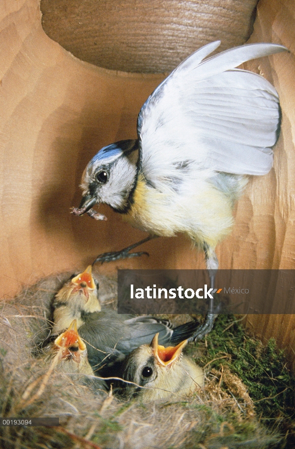 Azul a padre de (Cyanistes caeruleus) Tit entrega de gusano a los pollitos en la caja de nido, Europ