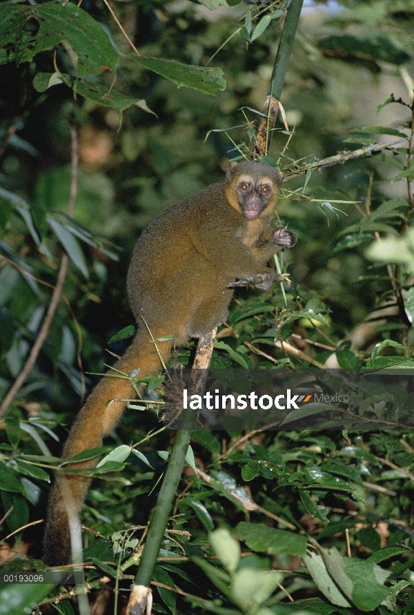 Oro lémur del bambú (Hapalemur aureus) que se alimentan de bambú, Madagascar suroriental