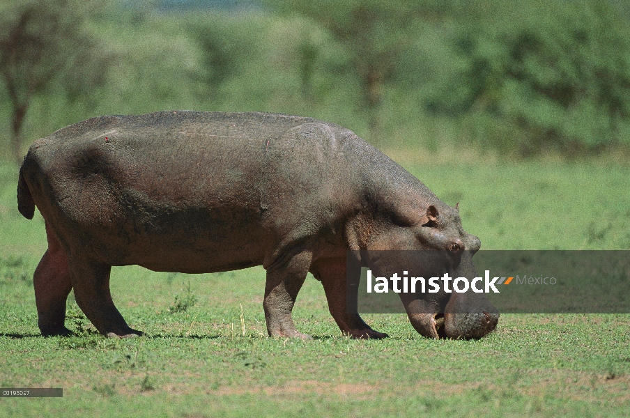 Hipopótamo (Hippopotamus amphibius) pastoreo, África