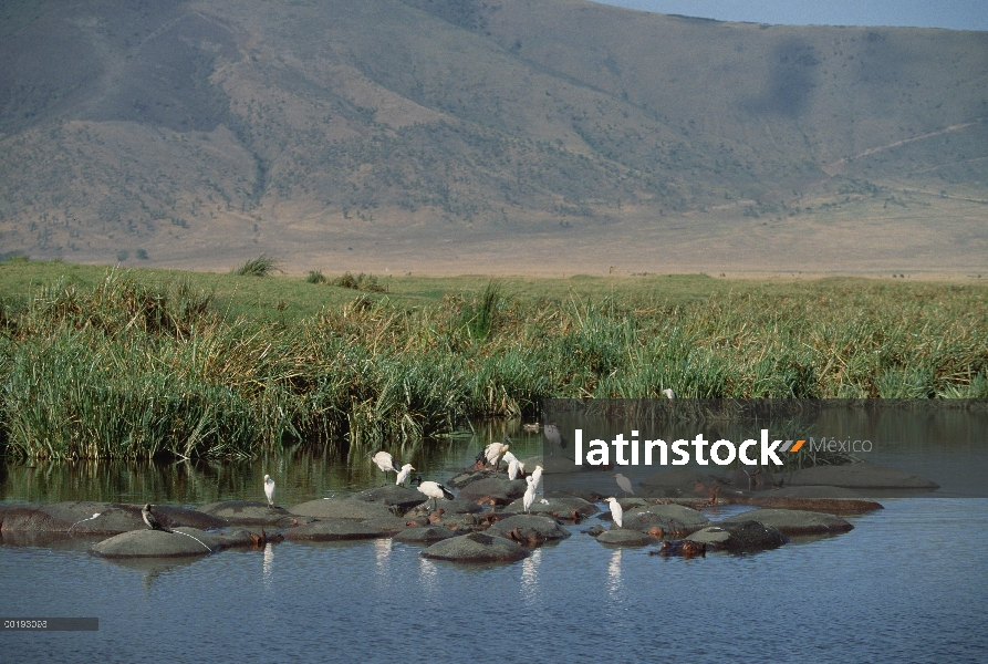 Grupo de garcillas bueyeras (Bubulcus ibis) descansando encima de flotante de hipopótamo (Hippopotam