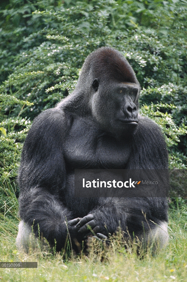 Silverback gorila occidental (Gorilla gorilla gorilla), África