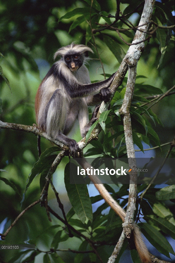 Western Red Colobus (Procolobus badius) sentado en el árbol, Zanzíbar