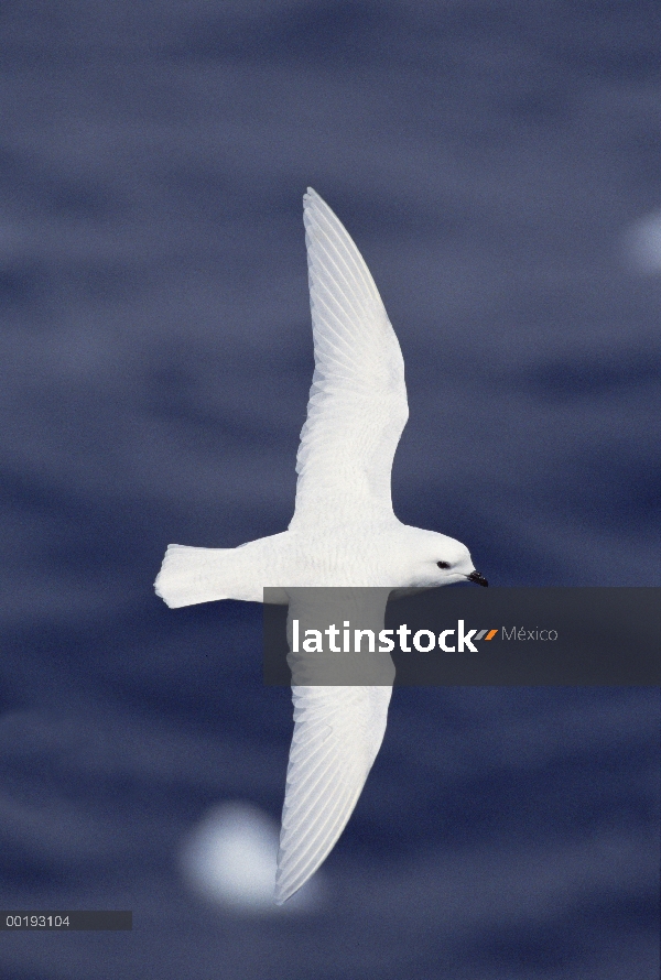 Petrel de nieve (Pagodroma nivea) volando sobre el océano, Antártida