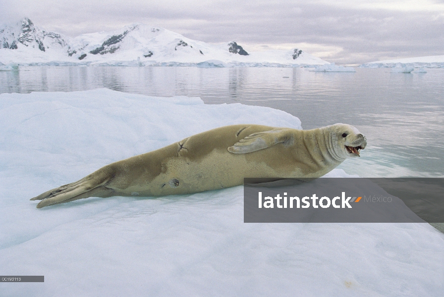 Sello de cangrejeras (Lobodon carcinophagus) descansando sobre el hielo, Paradise Bay, Antártida