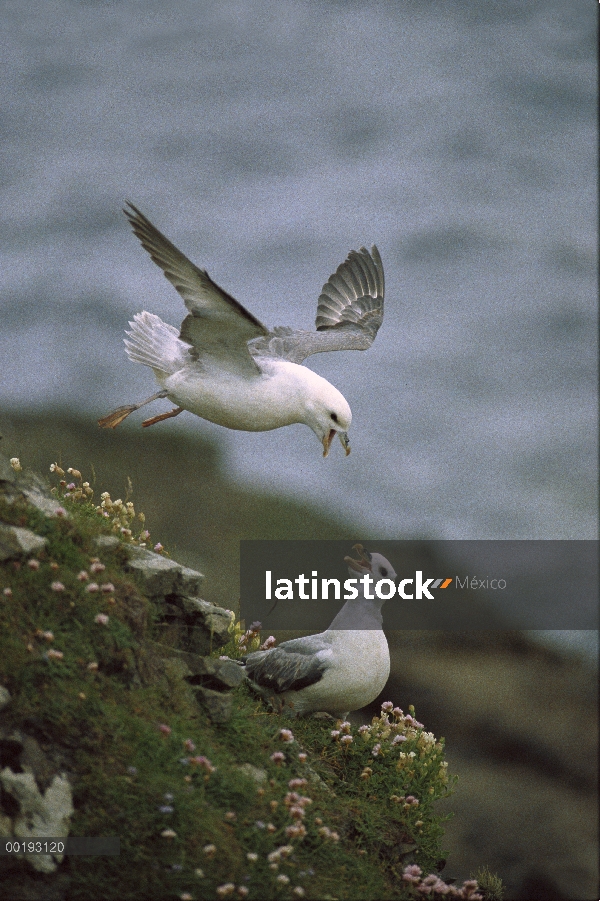 Par de Fulmar (Fulmarus glacialis) norte riñendo, Escocia