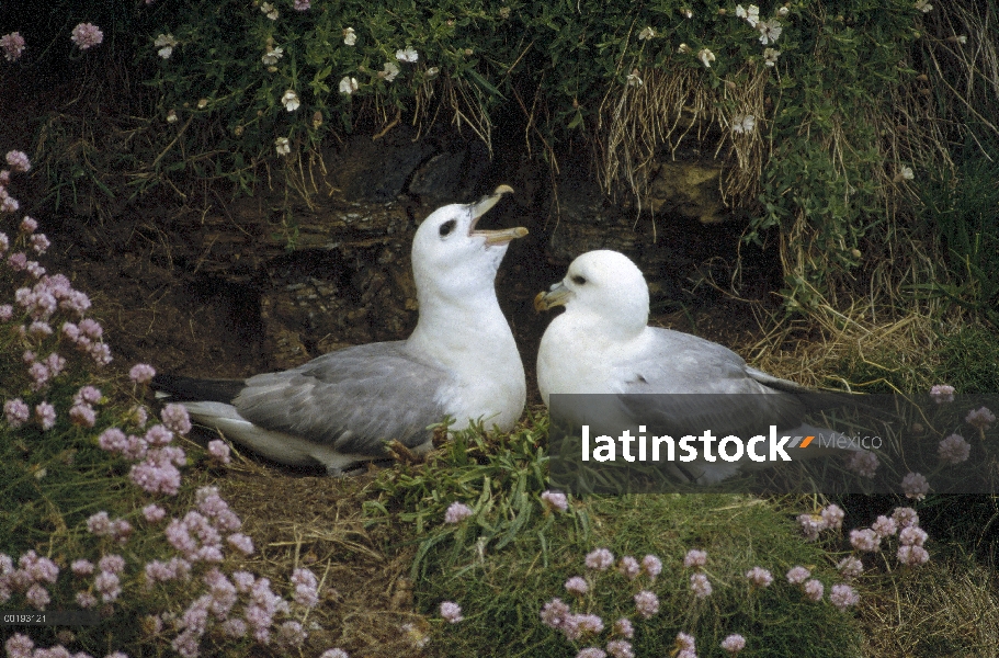 Pareja de Fulmar (Fulmarus glacialis) norte en nido, Escocia