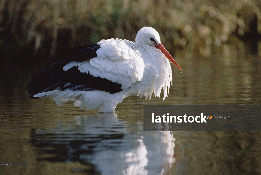 Cigüeña blanca (Ciconia ciconia), vadeando a través del agua, Alemania