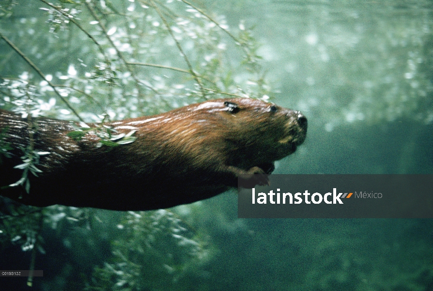 Castor americano (Castor canadensis) nadar bajo el agua, América del norte