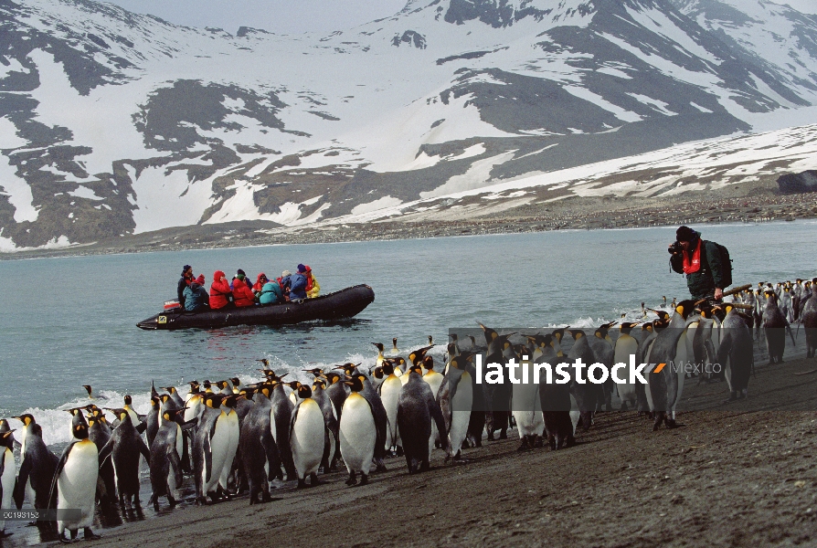 Colonia de pingüino rey (Aptenodytes patagonicus), visto por los turistas, Georgia del Sur isla