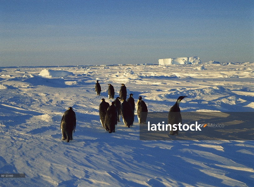 Grupo del pingüino emperador (Aptenodytes forsteri) caminando en el hielo, Antártida