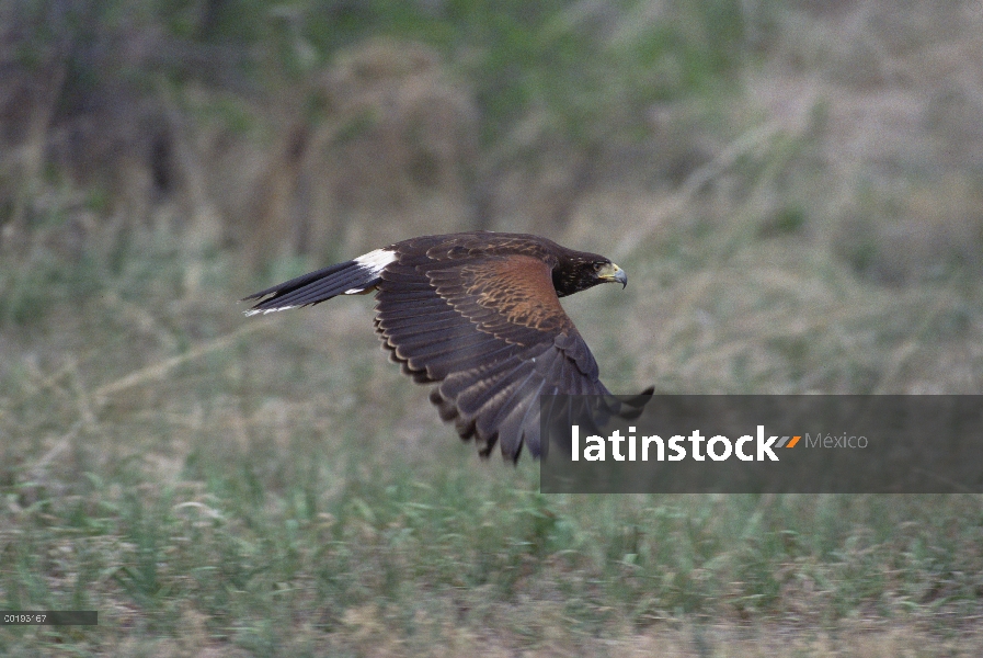 Halcón Harris (Parabuteo unicinctus) volando, América del sur