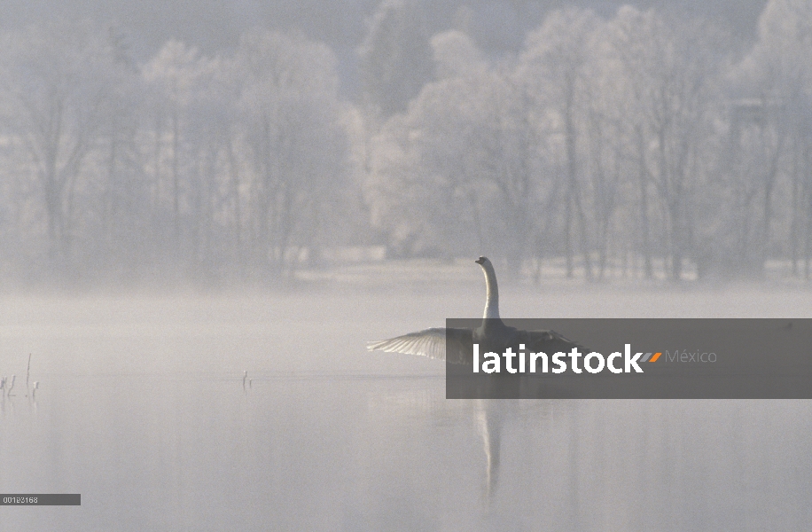 Cisne (vulgar Cygnus olor) que estira sus alas en un brumoso lago, Alemania