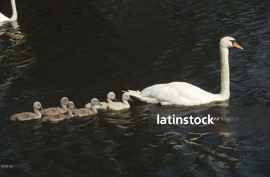 Cisne (vulgar Cygnus olor) padre con pichones después, Alemania