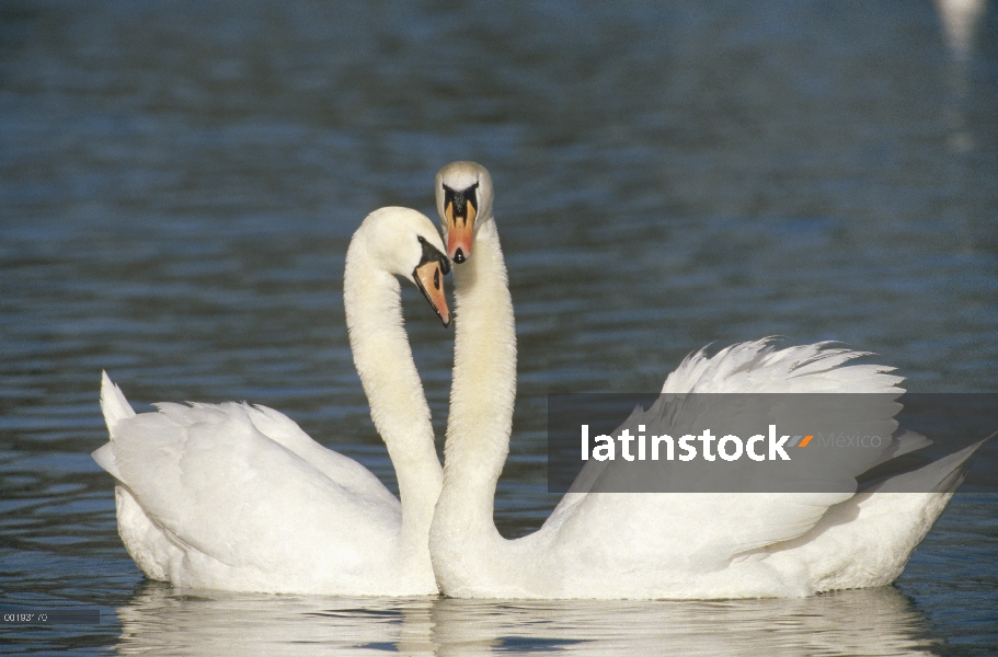 Cisne (vulgar Cygnus olor) cortejando a par, Alemania