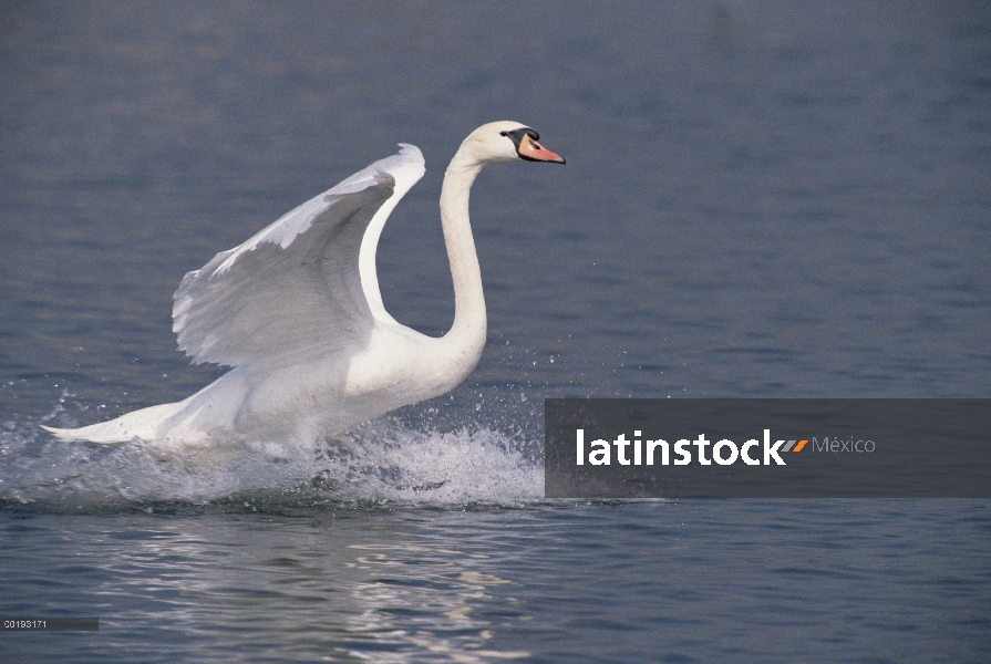 Cisne (vulgar Cygnus olor) aterrizando en el lago, Alemania