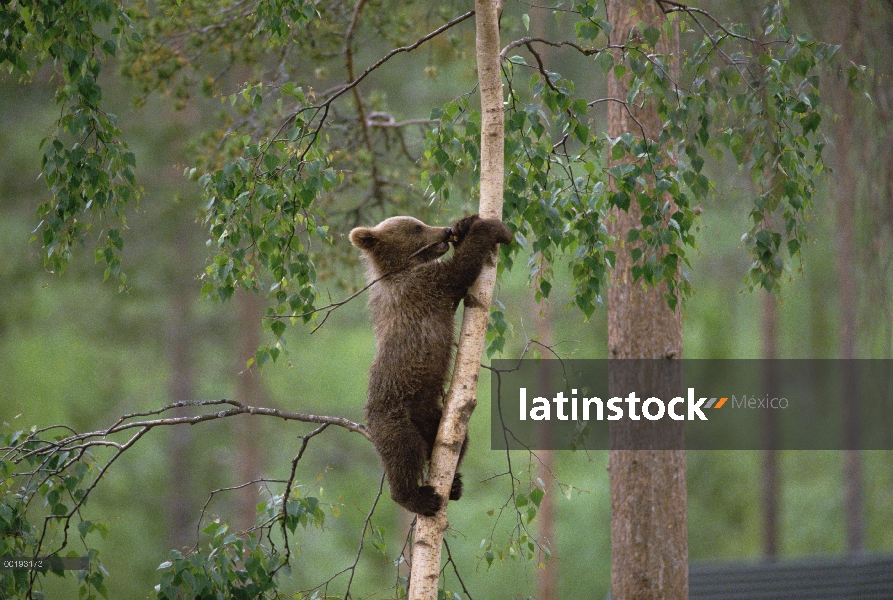 Cub de oso pardo (Ursus arctos), trepar árboles, Alemania