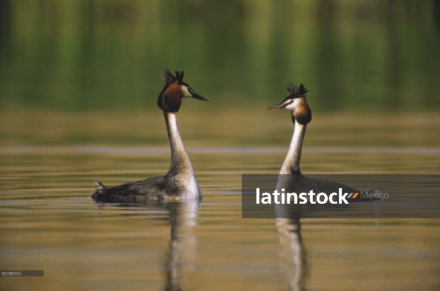 Gran par de lavanco (Podiceps cristatus), la conquista de Europa