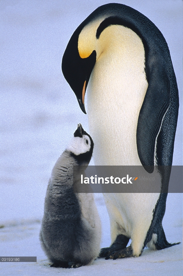 Pingüino emperador (Aptenodytes forsteri) adulto con pollo, Antártida