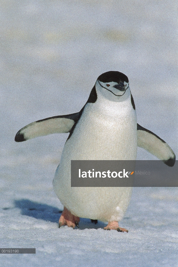 Pingüino de barbijo (Pygoscelis antarctica), Antártida