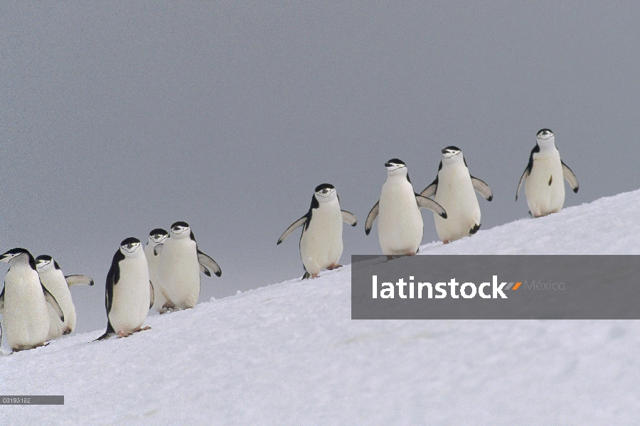 Barbijo pingüino (Antártida de Pygoscelis) grupo estar parado en una línea, Antártida