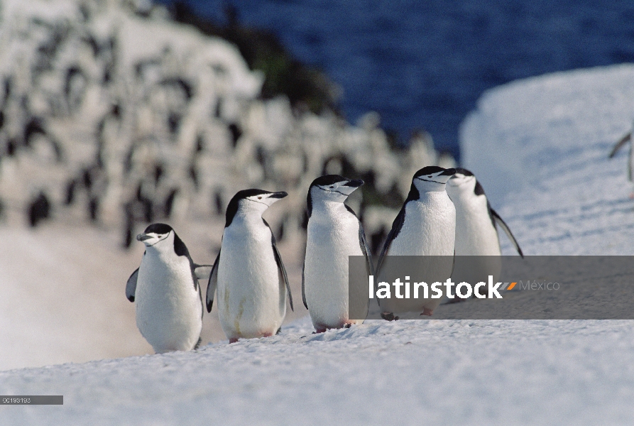 Barbijo pingüino (Antártida de Pygoscelis) grupo estar parado en una línea, Antártida