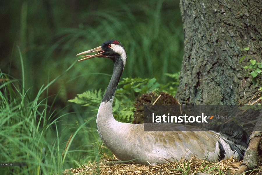 Grulla común (Grus grus) en el nido, Europa