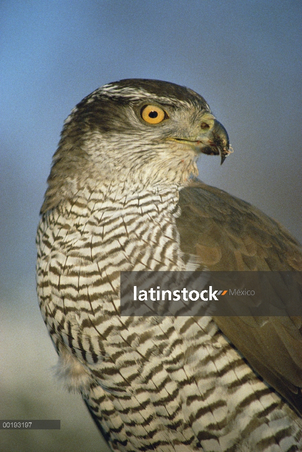 Retrato de Azor (Accipiter gentilis) norte, Europa