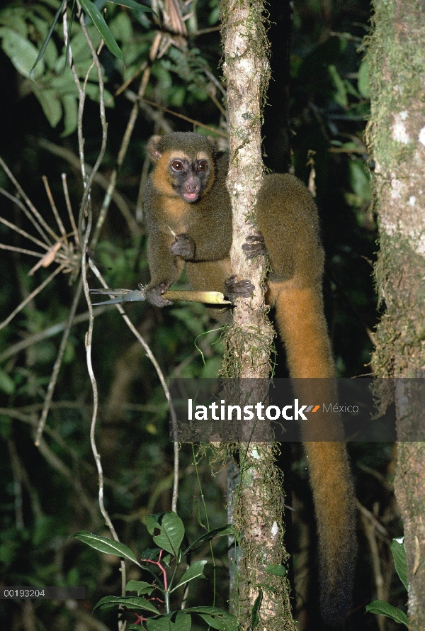 Oro lémur del bambú (Hapalemur aureus) que se alimentan de bambú, Madagascar suroriental